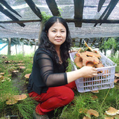 灵芝野生250克林芝长白山切片带孢子粉黑赤紫芝东北特产干货