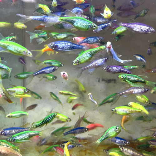 灯科鱼豹纹蝶翼斑马鱼活体冷淡水新练手好养小型热带观赏网红易活