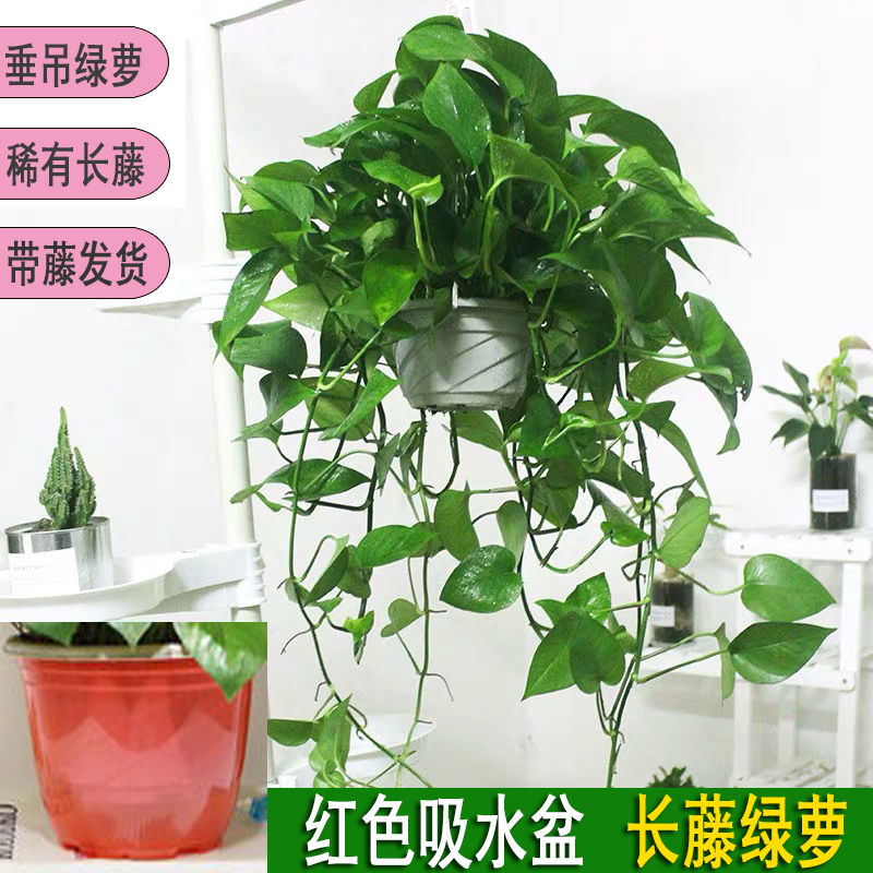 绿萝盆栽室内吸甲醛植物长藤大绿箩土水培养客厅花卉吊兰盆景包邮
