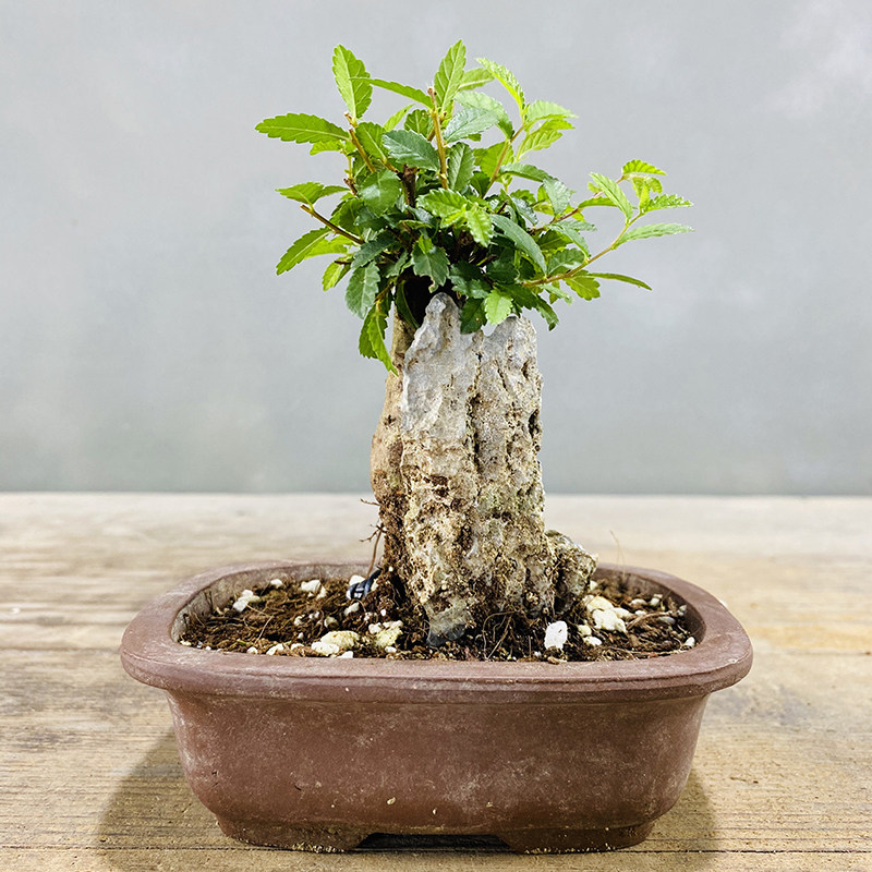 小叶榆树抱石微型盆景花卉植物室内花榔榆客厅办公室桌面绿植盆栽