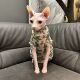 无毛猫衣服冬季 保暖印花棉服狗狗猫咪防掉毛小型犬宠物服装