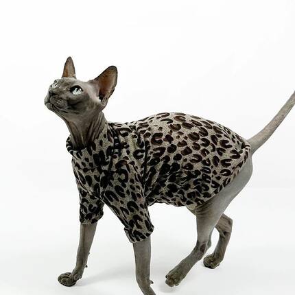 2026新款冰丝春夏秋无毛猫衣服斯芬克斯德文背心薄款豹纹宠物成衣