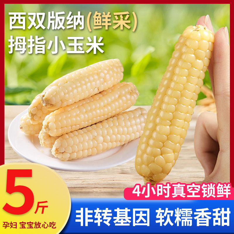 云南西双版纳拇指小玉米新鲜手指香糯玉米黏早餐即食真空甜糯玉米