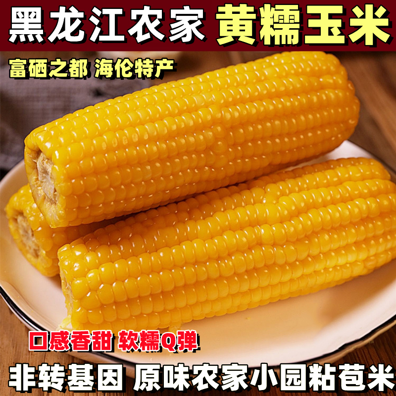 东北甜糯黄玉米新鲜大棒非转基因粘黏玉米粗粮主食代餐苞米真空装