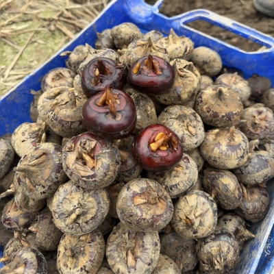 广西马蹄正宗荸荠新鲜脆甜水果大