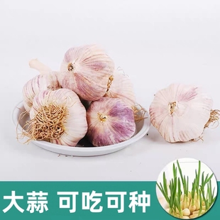 农家大蒜籽可吃可种发芽长蒜苗蒜苔幼儿园水培盆栽干蒜农户自留种