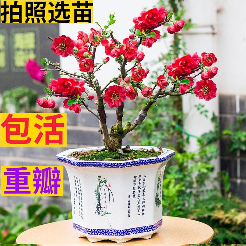 日本海棠花盆栽四季开 价格 怎么样 图片