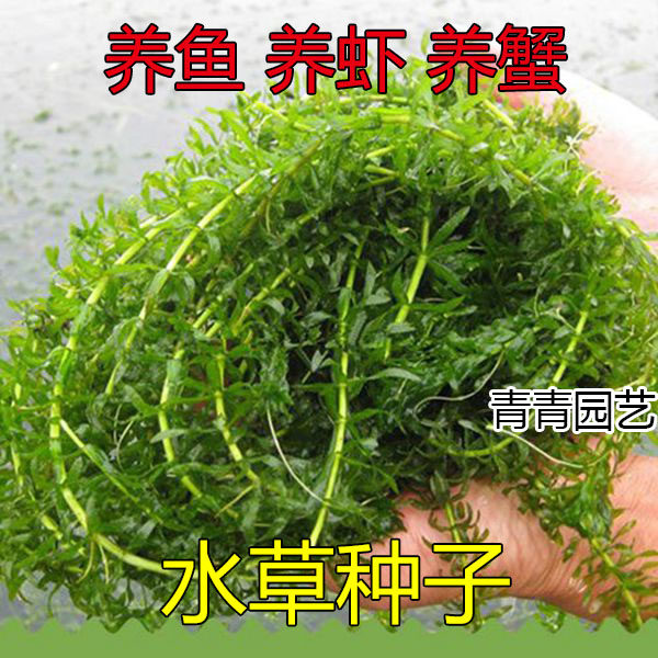 鱼塘水草种子伊乐藻轮叶黑藻养鱼虾草籽种子四季净化水质水草种子