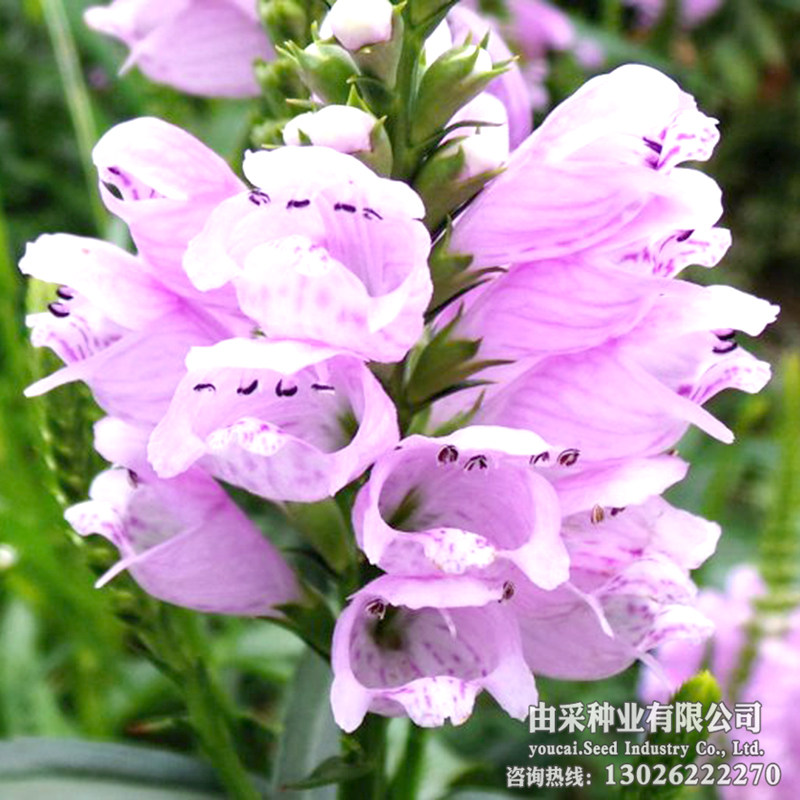 假龙头种子花卉景观绿化花坛花海摄影室外庭院花种籽子易活春秋播,宠物/宠物食品及用品,水草,淘宝优惠券,粉丝福利购,淘宝优惠卷