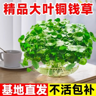 大叶子铜钱草水培植物盆栽室内客厅办公室水生水培植物金钱草好养