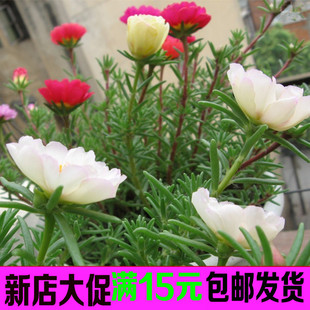 太阳花种子四季盆栽花卉重瓣松叶牡丹死不了半枝莲花籽包邮