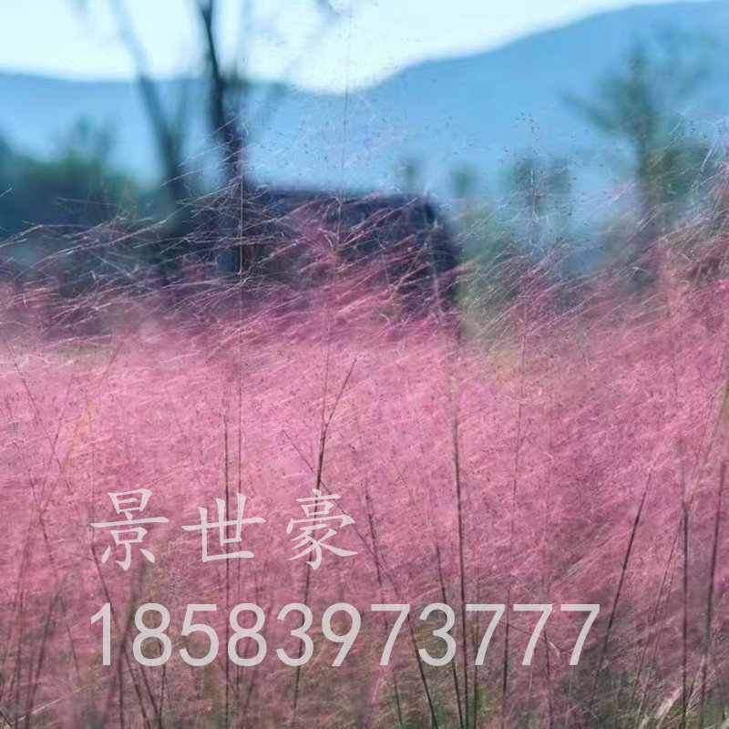 粉黛乱子草网红草种子苦草苗花烟草苗朝雾草苗血草苗香根草种子