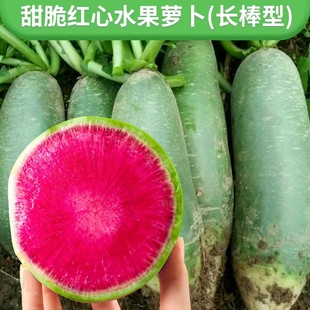 甜脆红心水果萝卜种子籽生吃青皮红瓤萝卜种孑农家四季春夏秋播