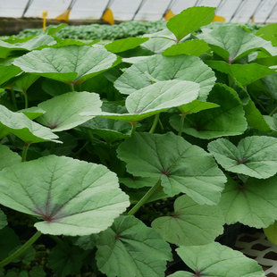 冬寒菜种籽冬苋菜种子冬天菜种秋季冬季籽种蔬菜苗青菜孑菜籽菜苗