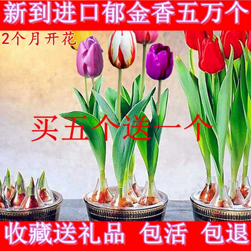 郁金香种球荷兰水培观花植物阳台盆栽耐寒多年生绿植花卉包邮,宠物/宠物食品及用品,水草,淘宝优惠券,粉丝福利购,淘宝优惠卷