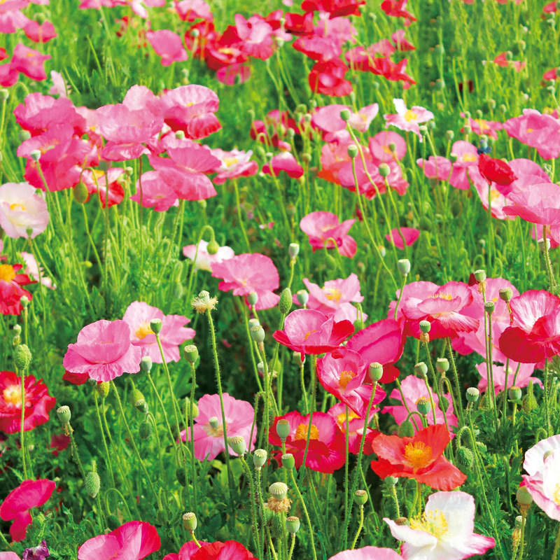 冰岛虞美人种子花种籽四季播种开花庭院易活室内室外盆栽花卉花籽