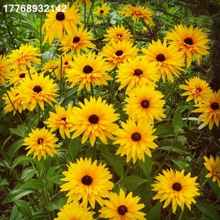 黑心菊种子金光菊四季播种多年生耐寒绿化花籽花海庭院盆栽花种子