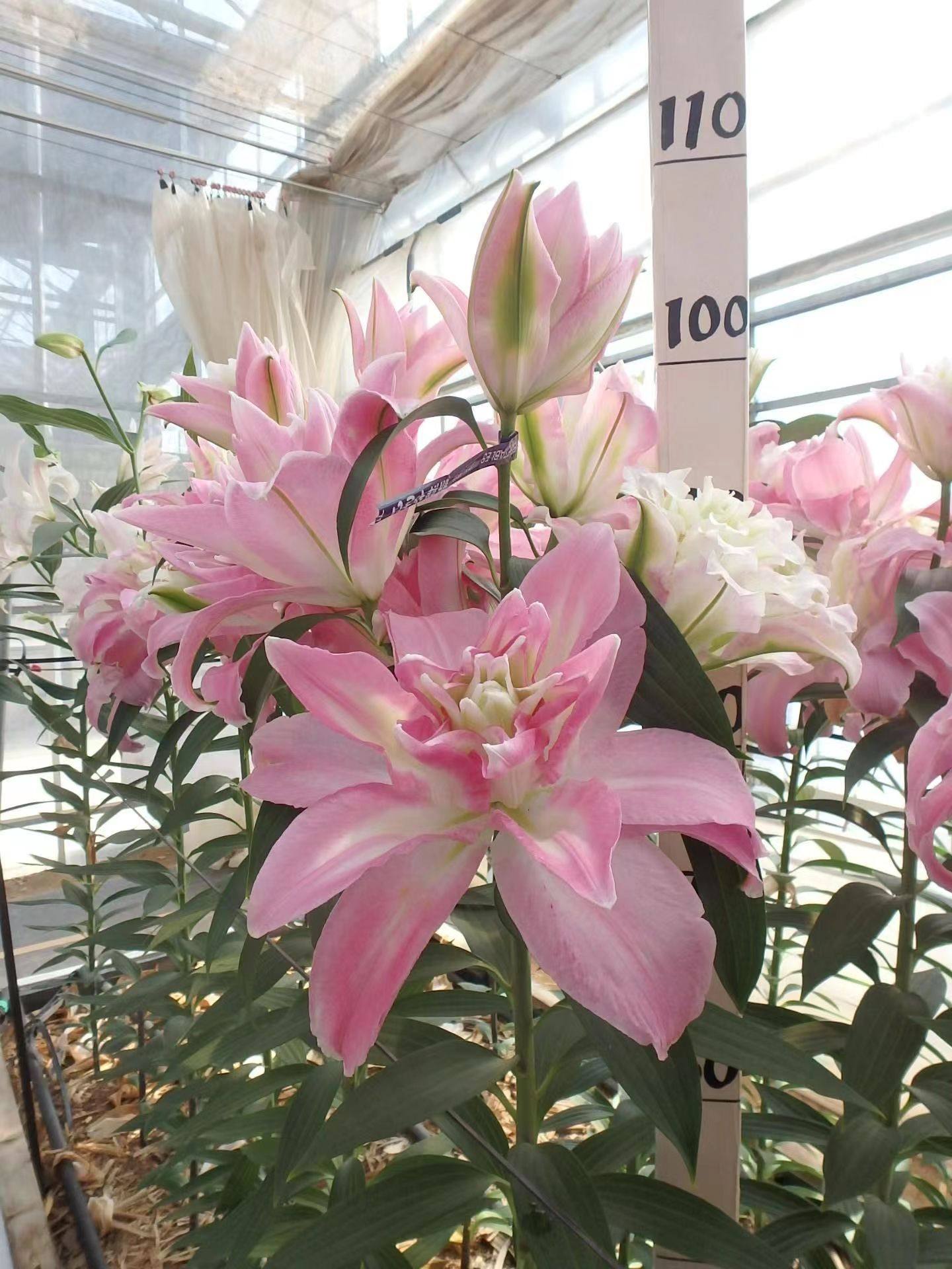 重瓣香水百合种球四季开花盆栽阳台花卉球根植物室内易活百合种子,宠物/宠物食品及用品,水草,淘宝优惠券,粉丝福利购,淘宝优惠卷