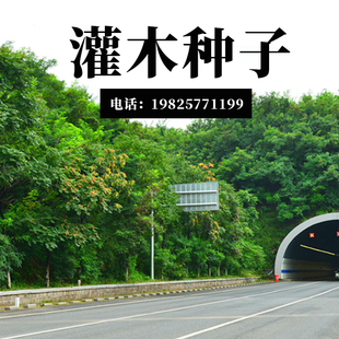 灌木种子紫穗槐刺槐猪屎豆多花木兰银合欢公路绿化护坡固土草种籽