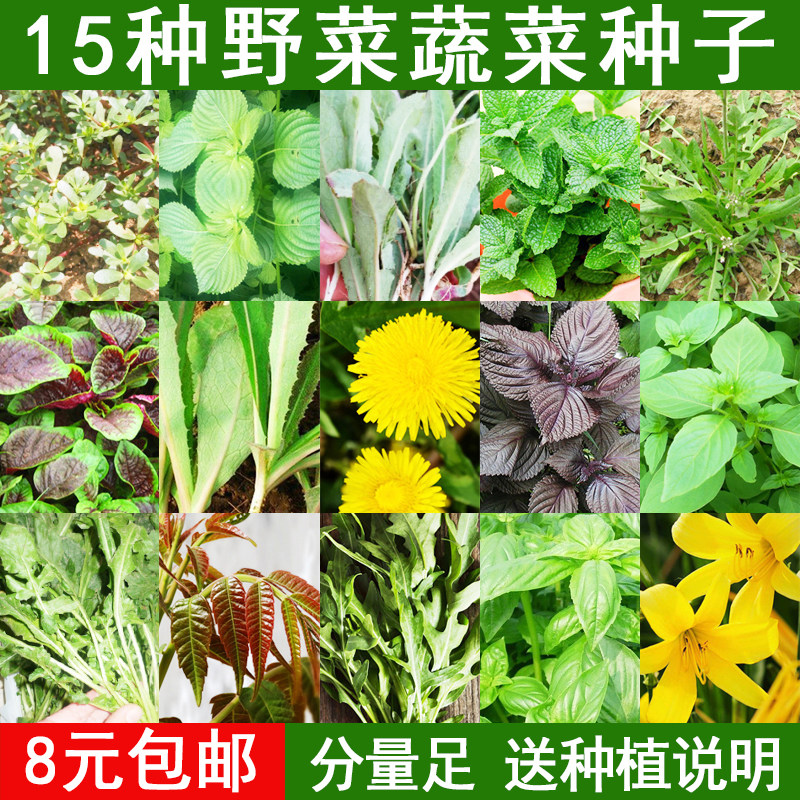 野菜种籽种子臭菜芝麻菜苏子种子马齿苋籽苋菜香椿种子野生蒲公英