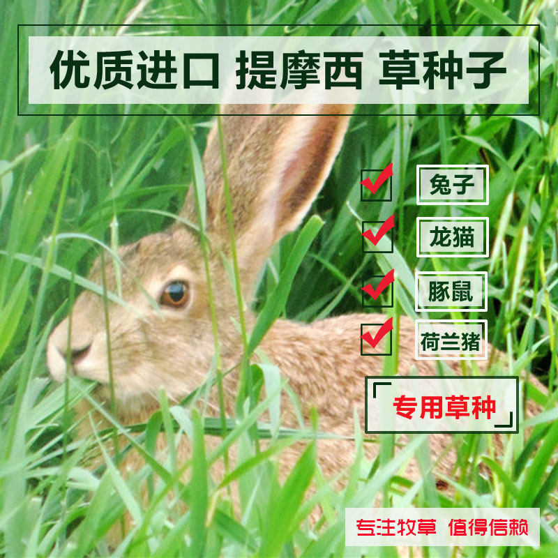 进口提摩西草种子 猫尾草梯牧草 兔子豚鼠荷兰猪牧草宠物口粮,宠物/宠物食品及用品,水草,淘宝优惠券,粉丝福利购,淘宝优惠卷