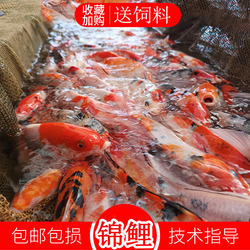 大小锦鲤观赏冷水淡水鱼好看好运