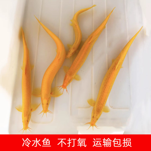 观赏黄金鳅鲜活冷淡水清洁
