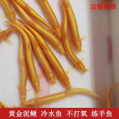 黄金泥鳅观赏金龙鳅工具鱼