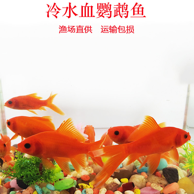 淡水冷水鹦鹉鱼冷水淡水好养好看