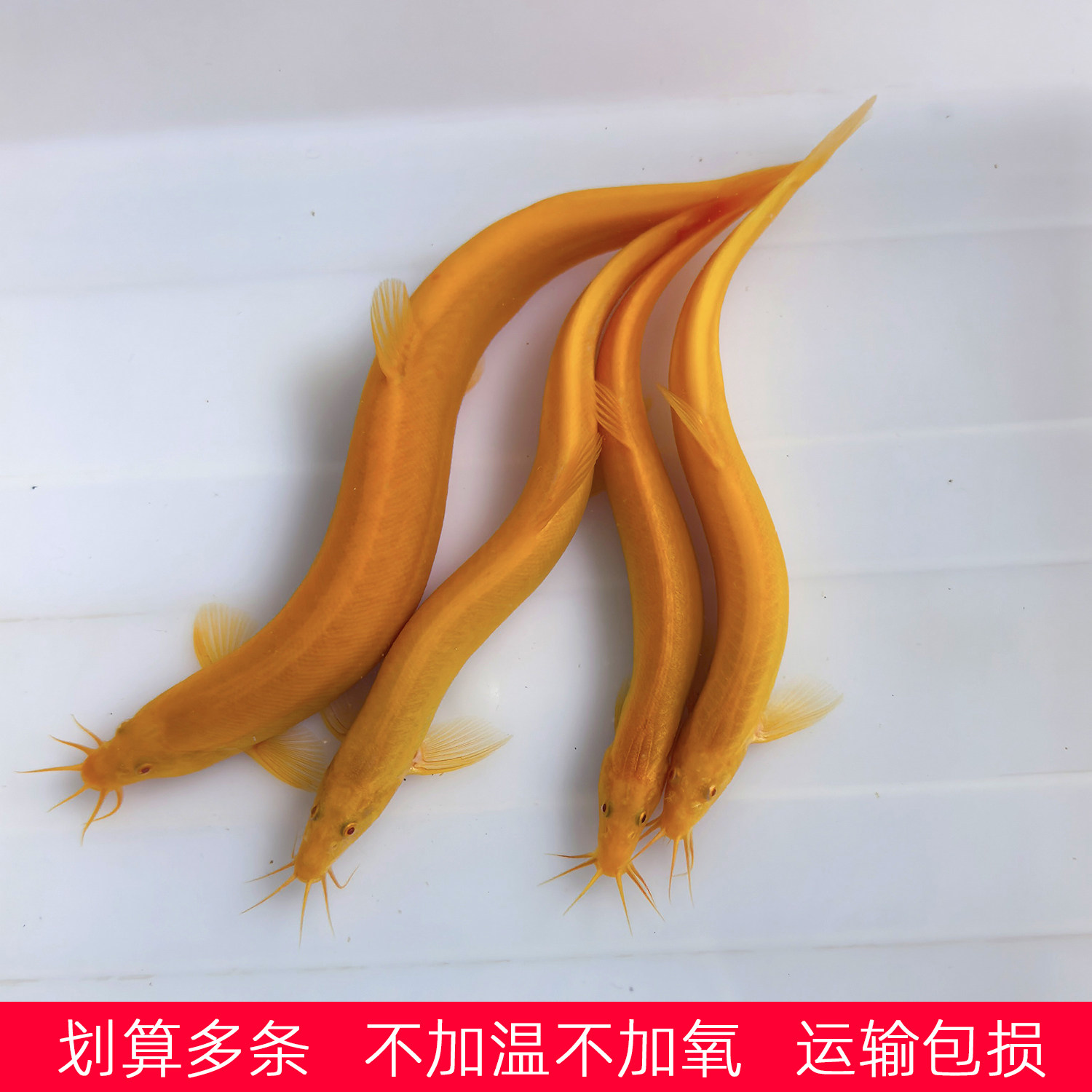 金黄色的观赏鱼活体闯缸