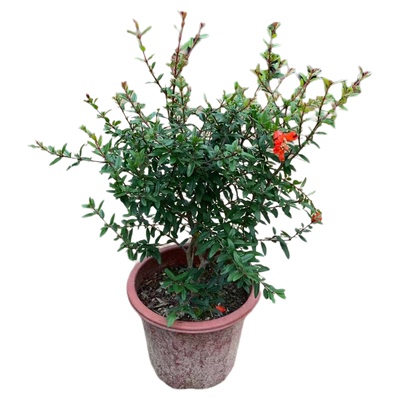 红花石榴树苗盆栽长青植物