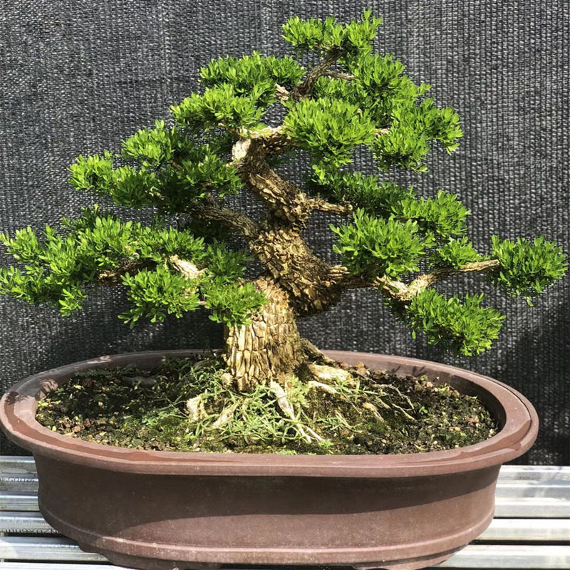 矮霸实生广东正宗雀舌皱皮黄杨盆景盆栽植物绿植净化空气四季常青