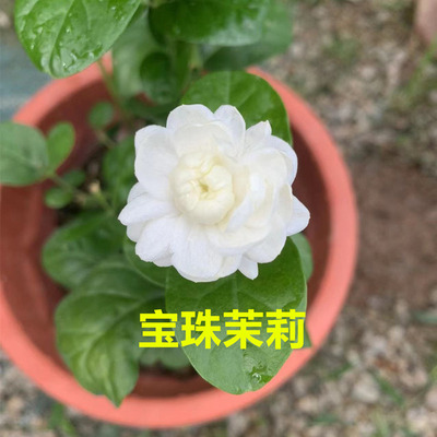 白茉莉室外阳台庭院浓香花期长