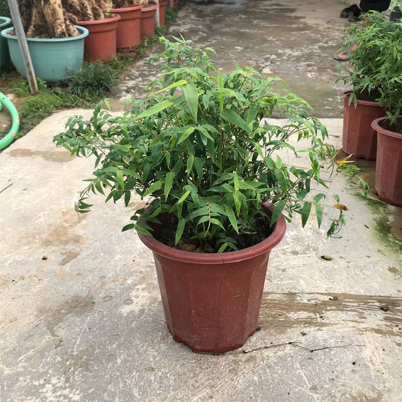 水培米竹室内 植物净化空气 观水培绿植