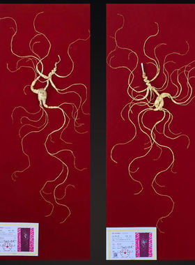 东北长白山50年林下参野山参野生人参灵阳参移山参带证书包邮