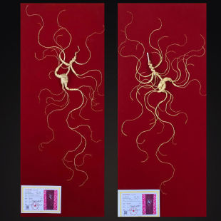 东北长白山50年林下参野山参野生人参灵阳参移山参带证书包邮