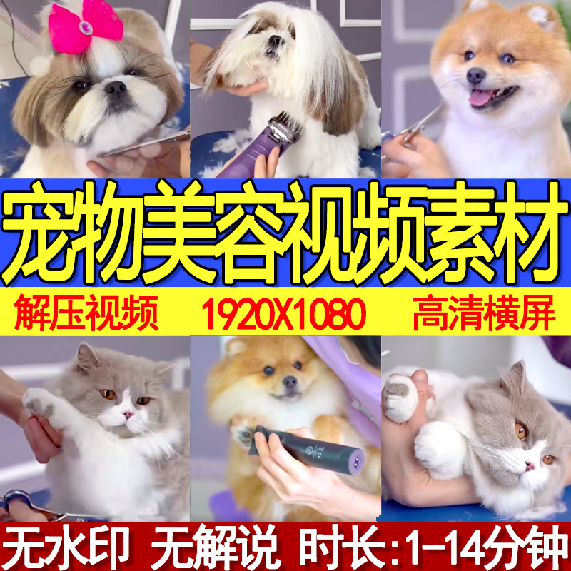 国外宠物猫狗美容洗澡清洗修剪毛发无字幕短视频小说推文解压素材