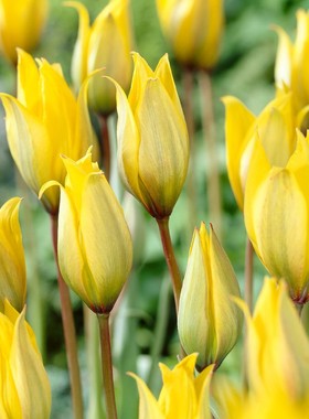 原生郁金香种球种子可复花切花多年生进口球根花卉盆栽 左家花园