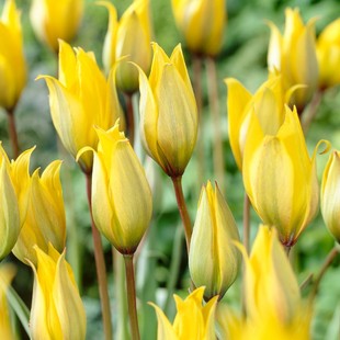 原生郁金香种球种子可复花切花多年生进口球根花卉盆栽 左家花园