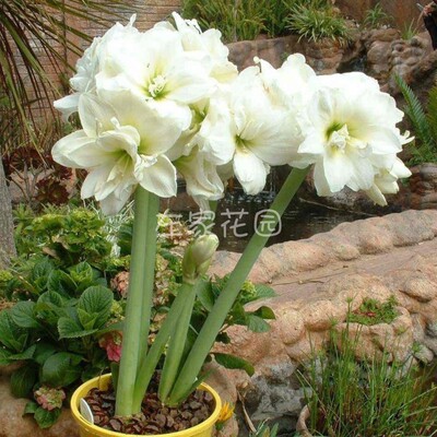 朱顶红种球南非进口多年生