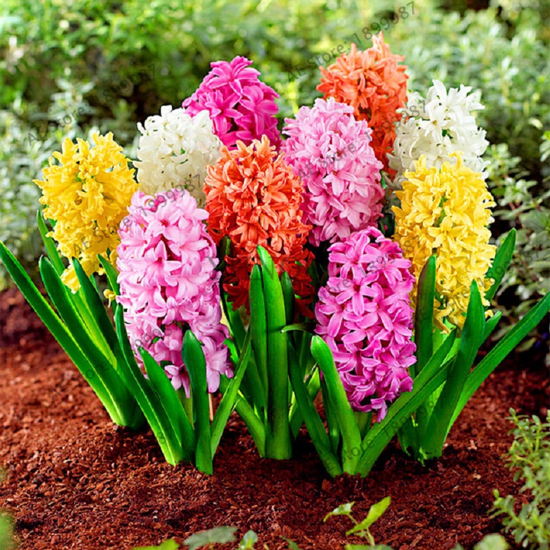 进口风信子种球左家花园