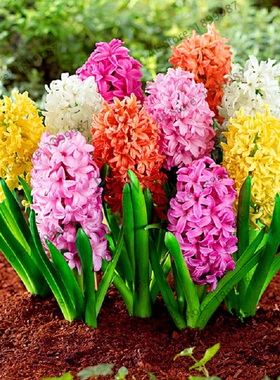 进口风信子种球种子 左家花园水养土栽球根花卉盆栽秋冬新手易养