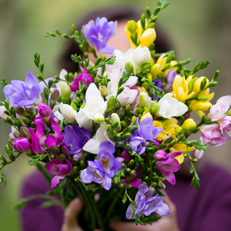 左家花园小苍兰香雪兰种球