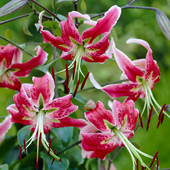 单球装 东方百合种球进口一代球单重瓣香水花种子花大浓香多年生