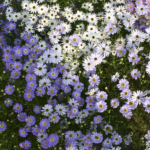 左家花园花种花籽草种子