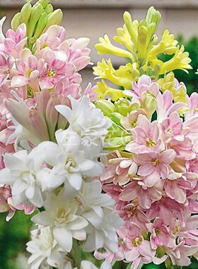 左家花园晚香玉种球阳台盆栽庭院地栽白色重瓣浓香型花卉新手易养