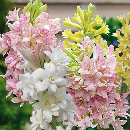 左家花园晚香玉种球阳台盆栽庭院地栽白色重瓣浓香型花卉新手易养