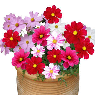 混色波斯菊种籽 左家花园 盆栽花卉种子简装矮杆春秋季阳台易种