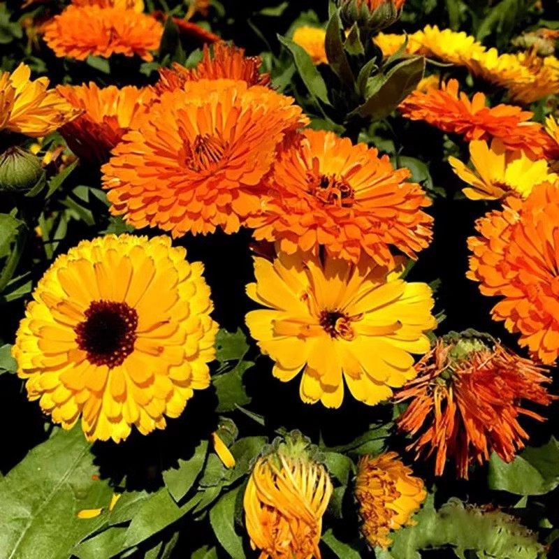 金盏菊种子大花重瓣金盏花种籽四季春秋长生菊花海室内外盆栽花籽