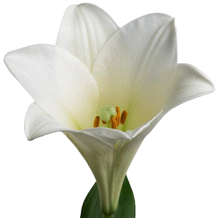 多球装进口LO铁炮百合种球百合花球种子耐热易养易复花 左家花园